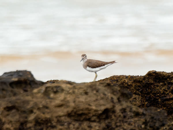 Common Sandpiper by Paul Amyes on 500px.com