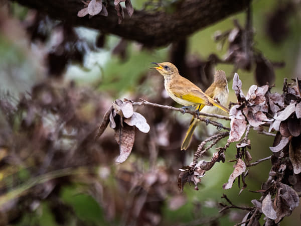 Brown Honeyeater, by Paul Amyes on 500px.com