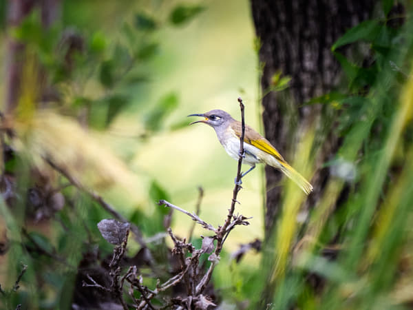Brown Honeyeater, by Paul Amyes on 500px.com