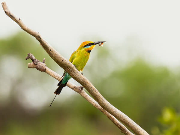 Rainbow Bee-eater by Paul Amyes on 500px.com