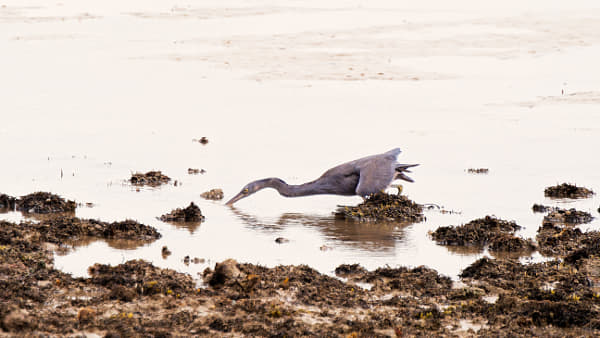 Eastern Reef Egret by Paul Amyes on 500px.com