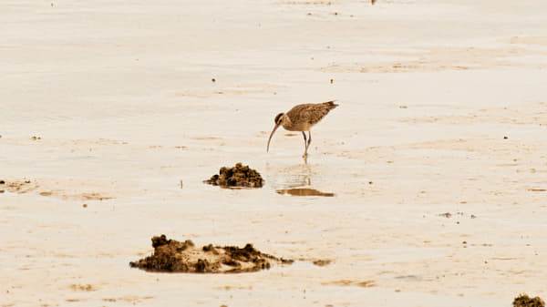 Eastern Curlew by Paul Amyes on 500px.com