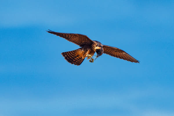Australian Hobby by Paul Amyes on 500px.com