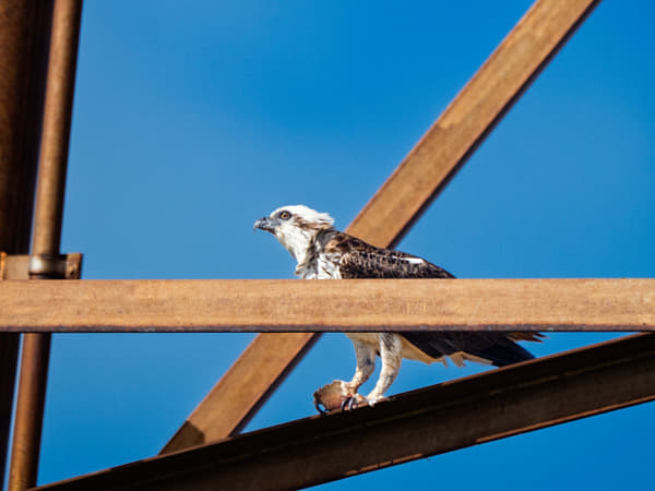 Eastern Osprey by Paul Amyes on 500px.com