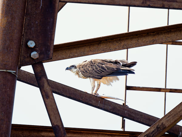 Eastern Osprey by Paul Amyes on 500px.com