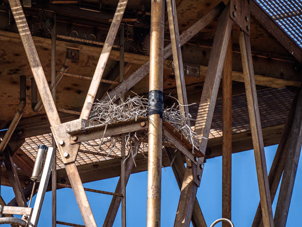 Eastern Osprey Nest by Paul Amyes on 500px.com