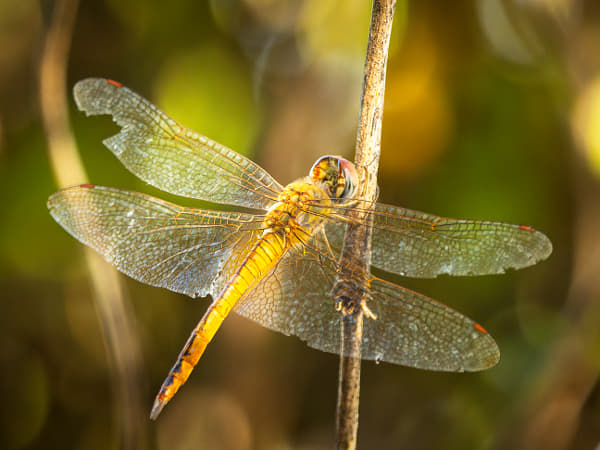 Wandering Glider by Paul Amyes on 500px.com