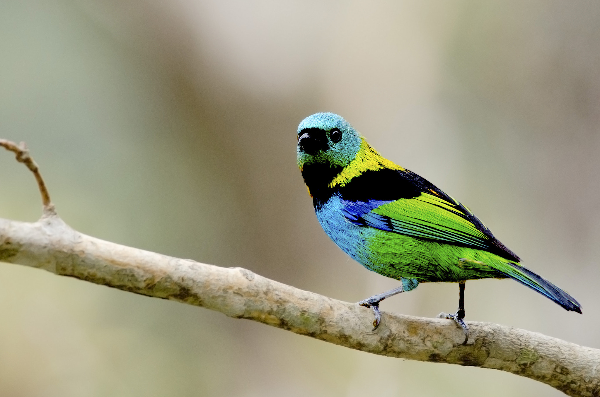 Green-headed Tanager (Tangara seledon) by jarbas mattos - Photo ...