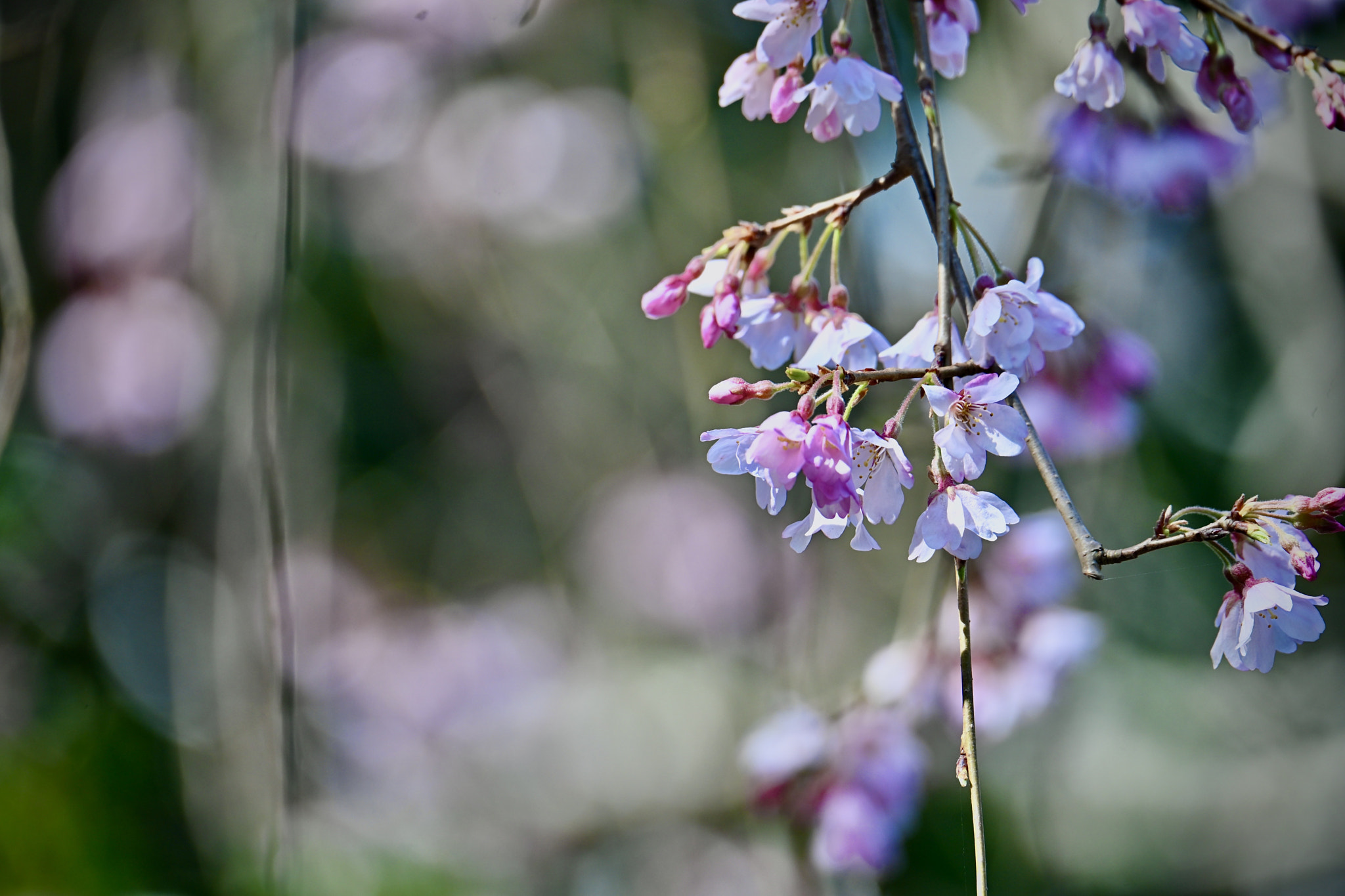 SAKURA-the Japanese flower 