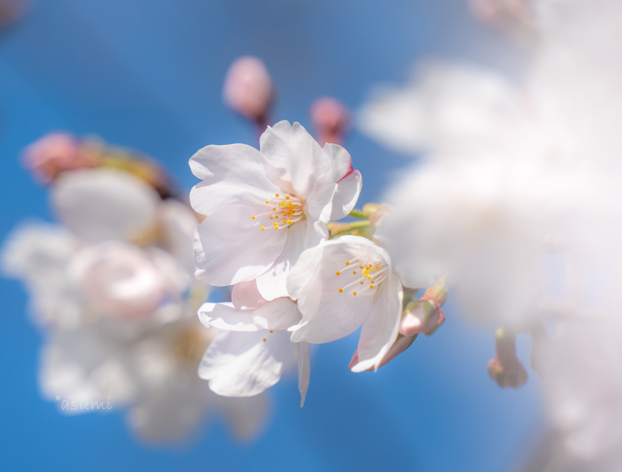 First Cherry Blossom by Asumi | 500px