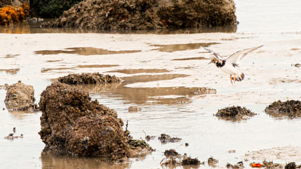 Ruddy Turnstone by Paul Amyes on 500px.com