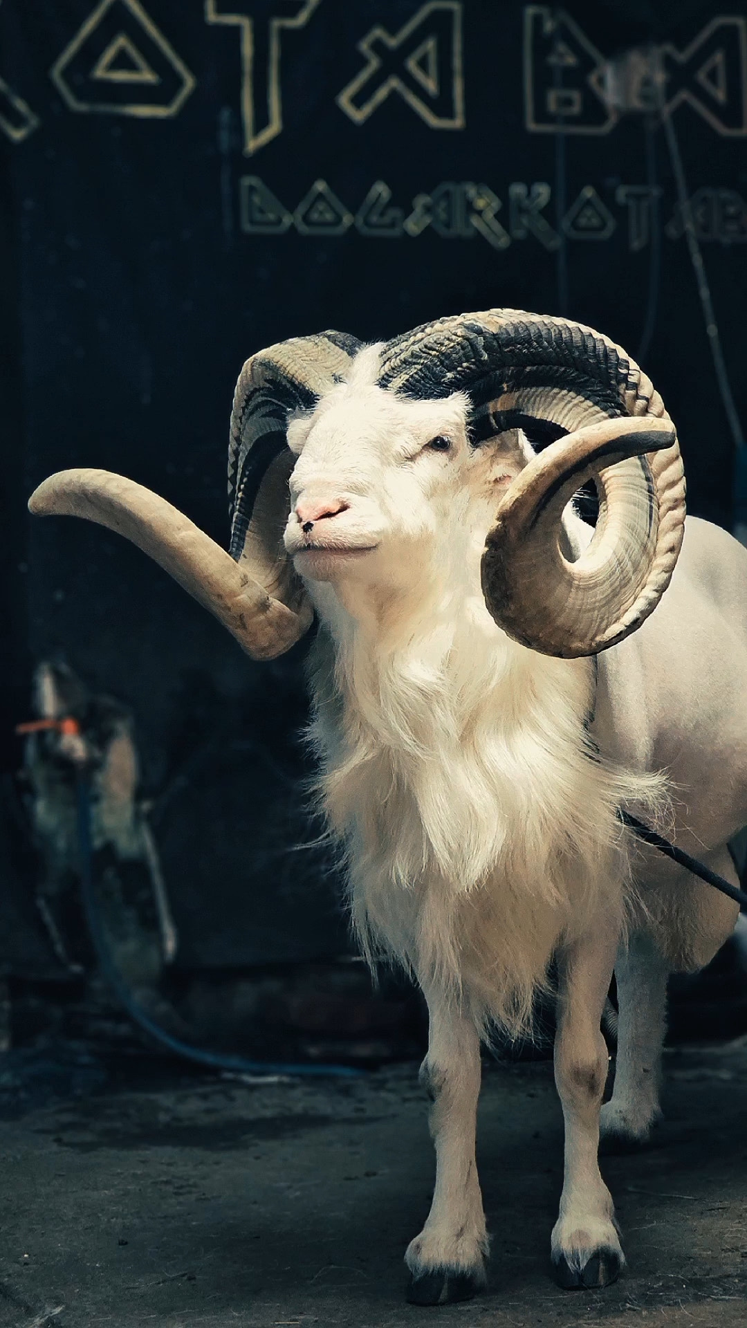 Local residents' cultural sheep fighting