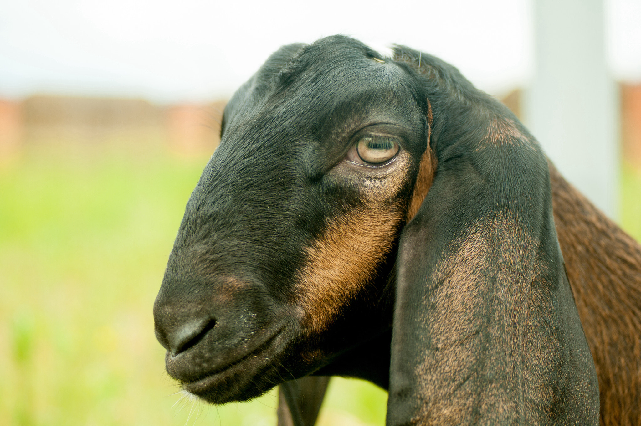 Goat Eye Closeup