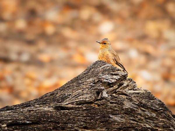 Djini by Paul Amyes on 500px.com