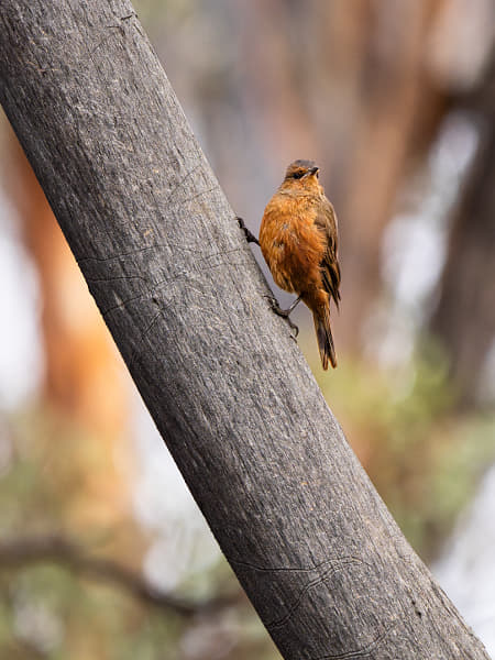 Djini by Paul Amyes on 500px.com