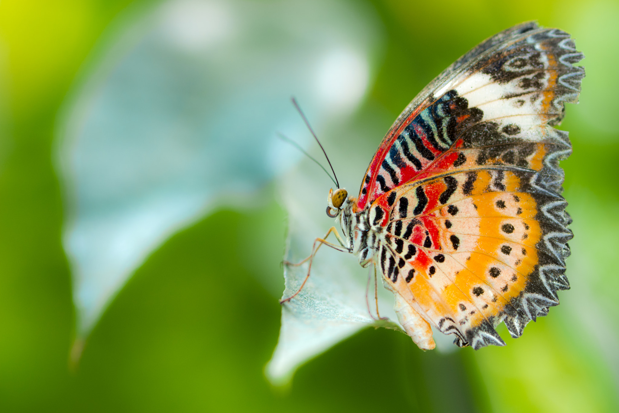 Red Lacewing butterfly by Nick Abel - Photo 112234259 / 500px