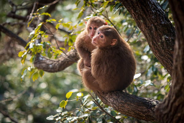 Mother Monkey Cradling Infant Reflecting Maternal Bond | nature photo ...
