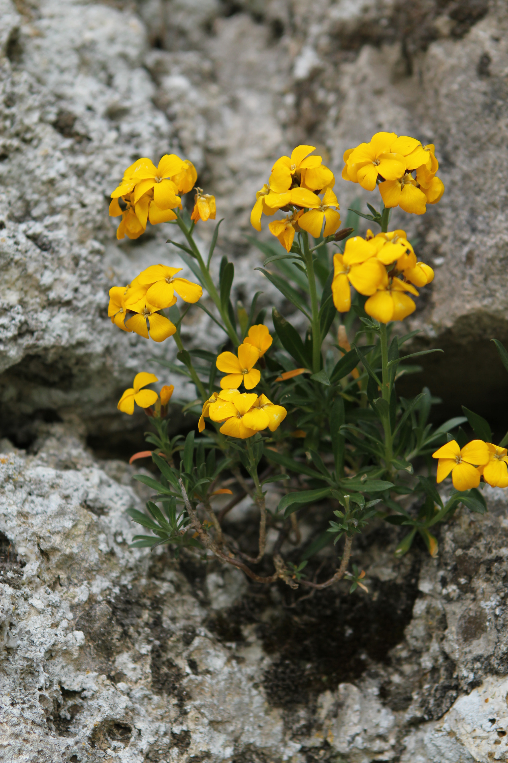 Wallflower