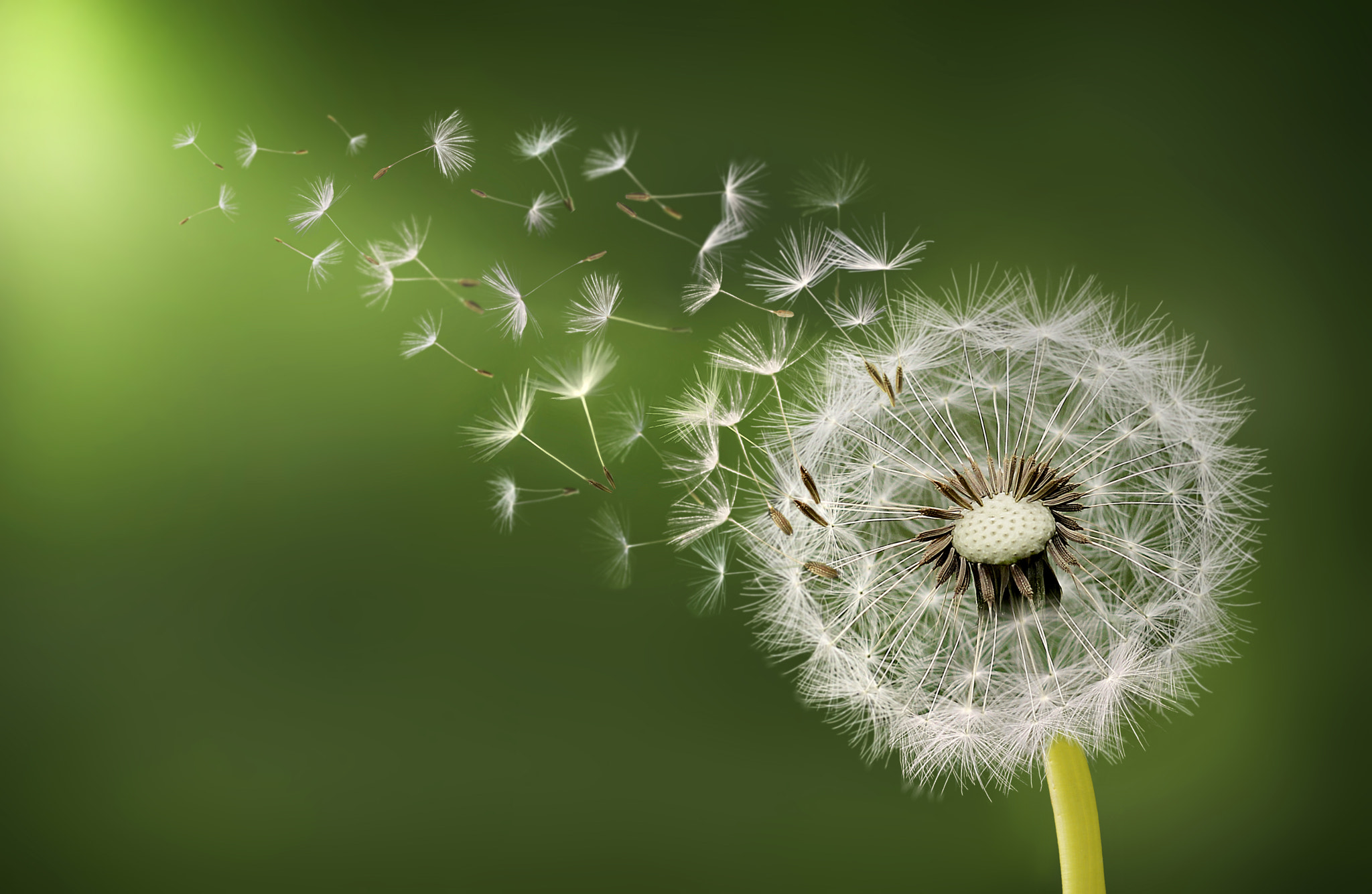 Dandelion clock in morning by Bess Hamiti / 500px