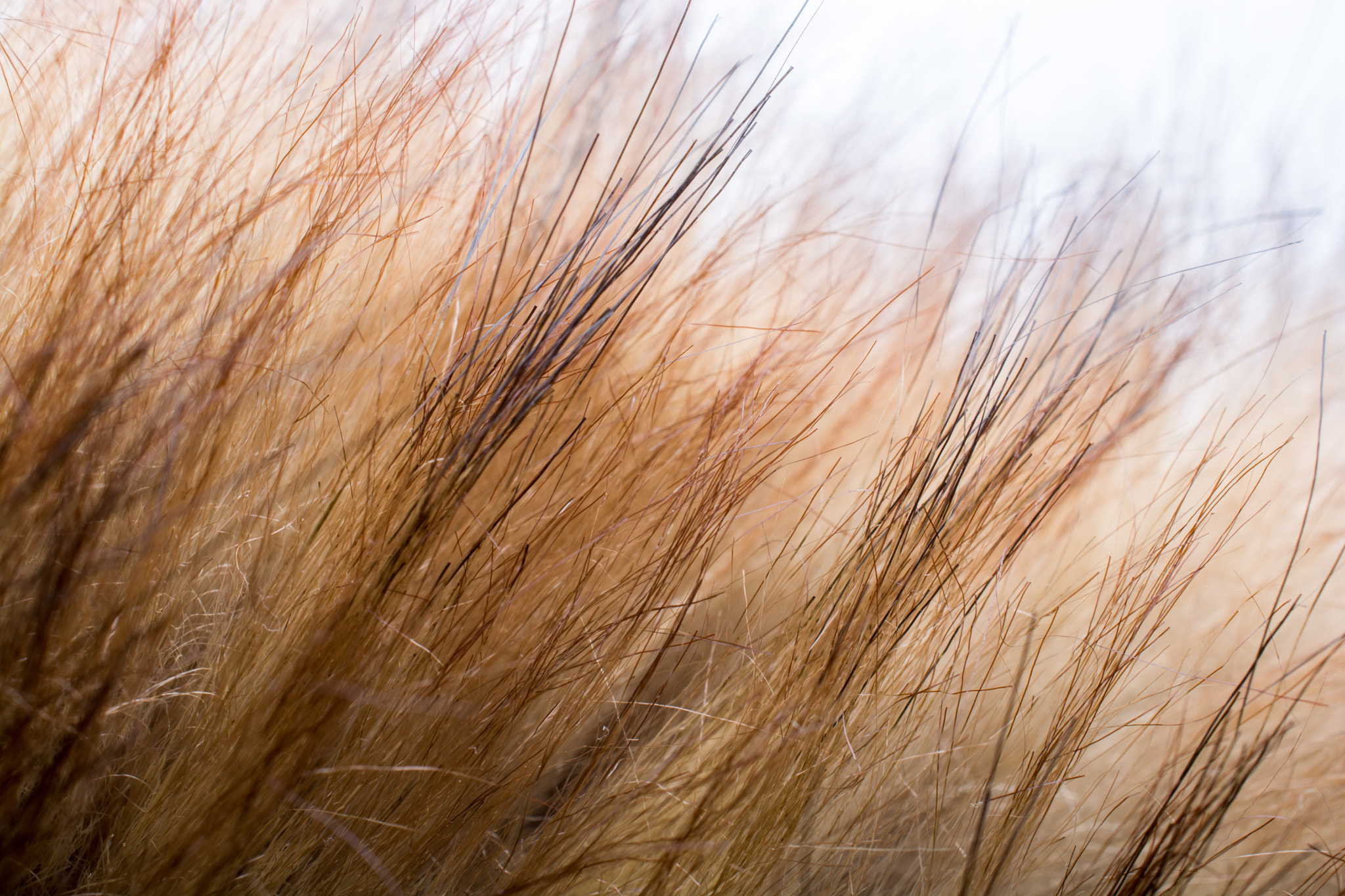 Golden Grass in the Breeze
