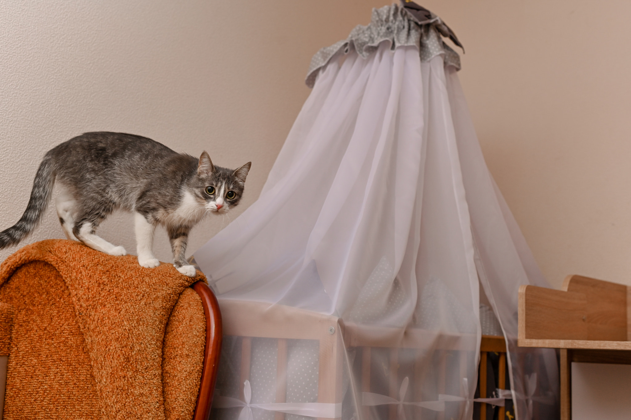 the cat is in the apartment. a pet at home