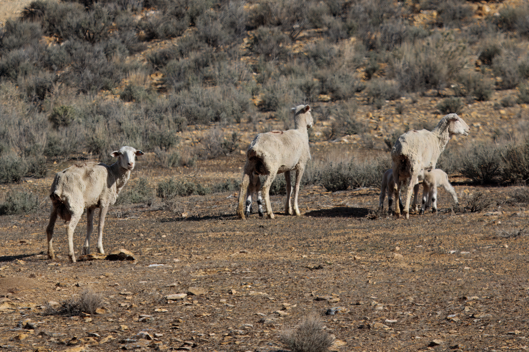 Sheep in tough country