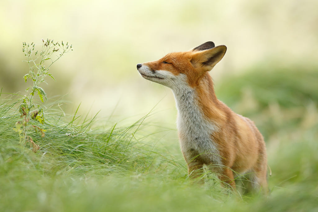 Foxy Love: A Peek Inside the Affectionate World of Foxes - 500px