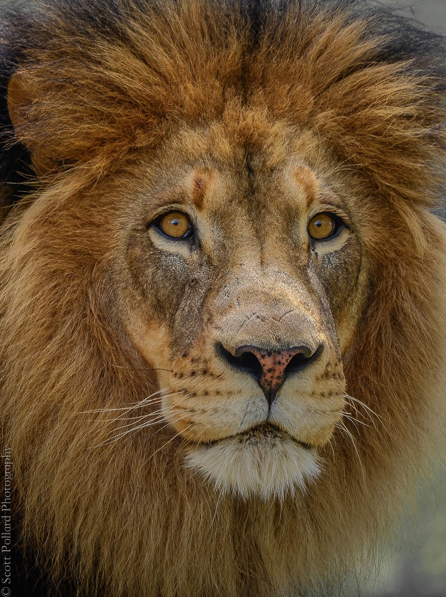 38 лев. дмитрий машков 46 лет самара. цитаты про самодостаточность. хищный взгляд льва. лев 38.