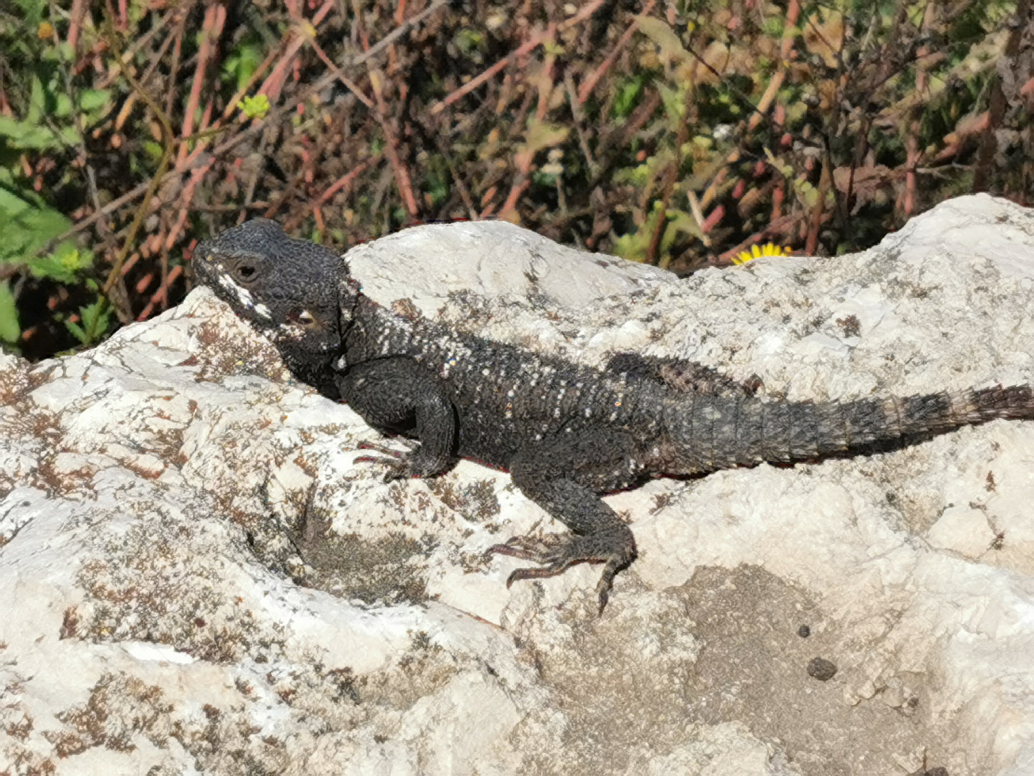 Dark Agama Lizard Resting on Sunlit Rock
