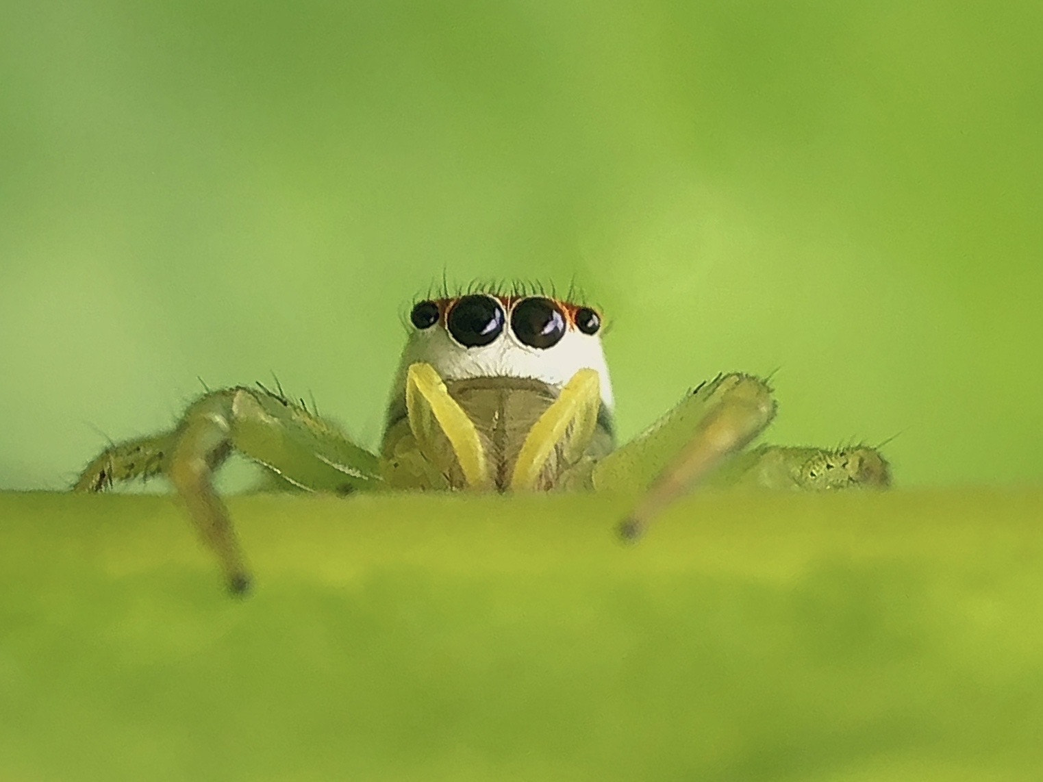 Curious Peeking Jumping Spider on a Vibrant Green Leaf
