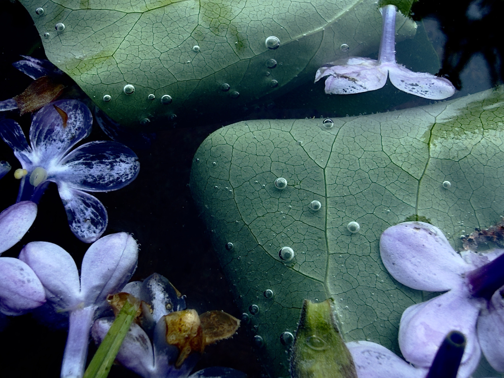 Dreamy Macro of Lilac Flowers and Green Leaves Submerged in Water with Air Bubbles