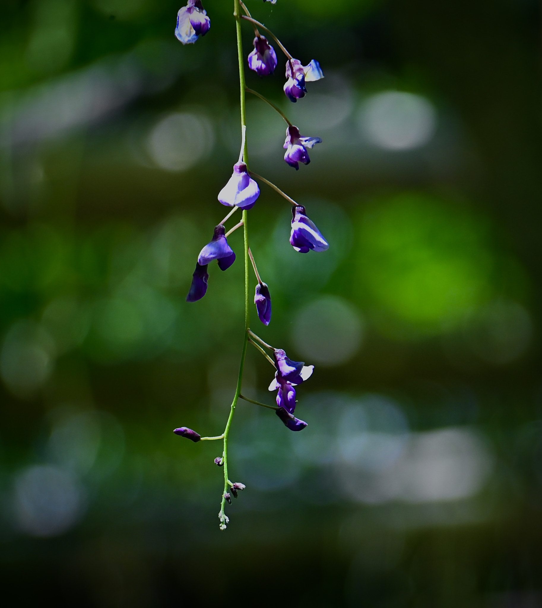 The last wisteria blossoms