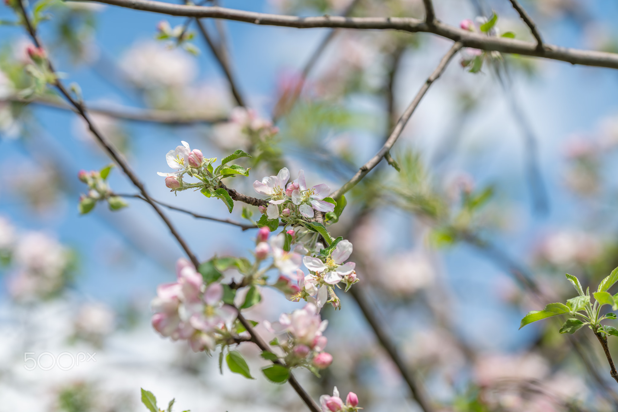 Relaxing still life featuring soft lighting and springtime colors. Meditative composition showcasing
