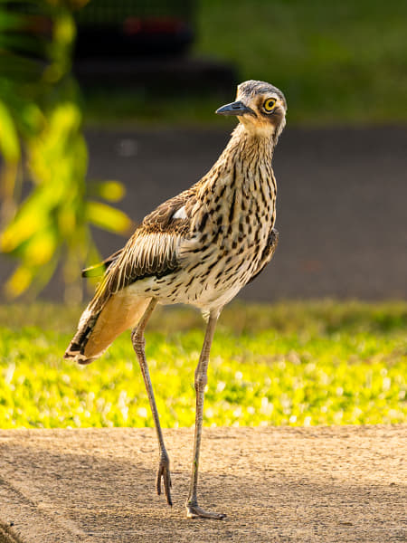 Bush-Stone Curlew by Paul Amyes on 500px.com
