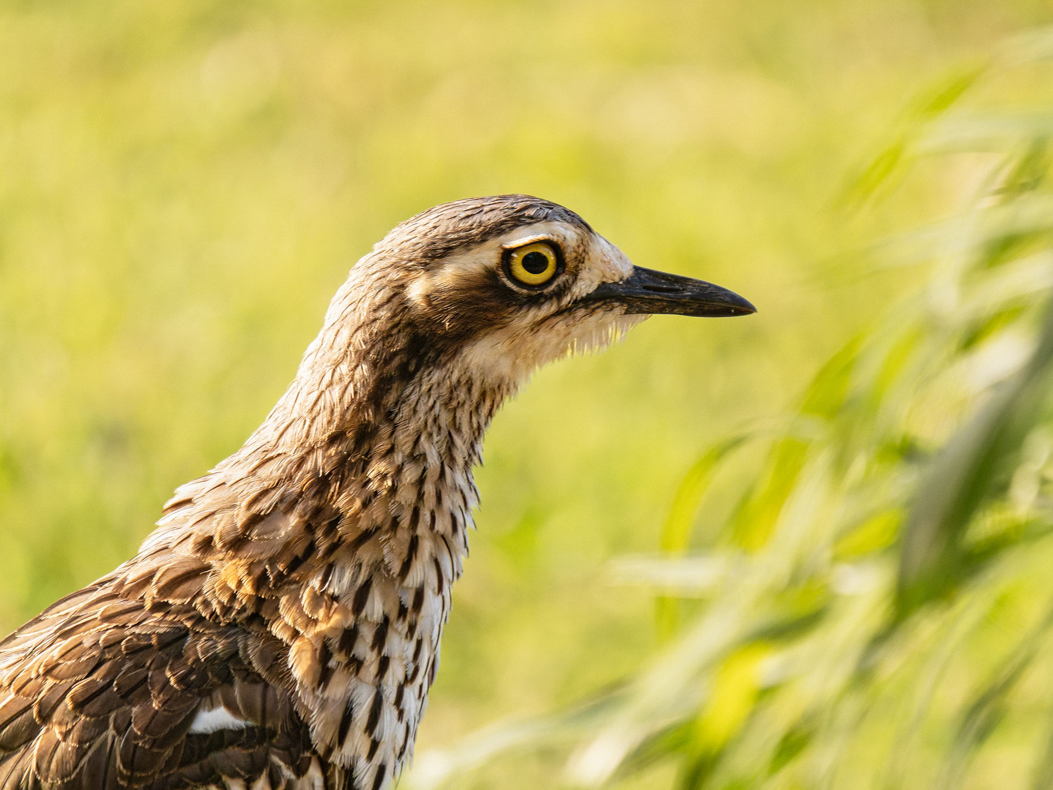 Bush-Stone Curlew by Paul Amyes on 500px.com