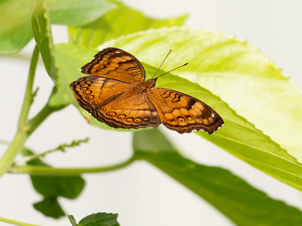 Chocolate Argus by Paul Amyes on 500px.com