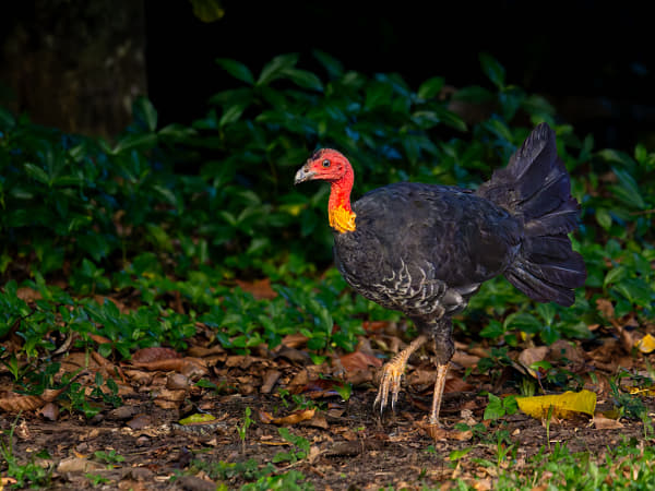 Australian Brushturkey by Paul Amyes on 500px.com