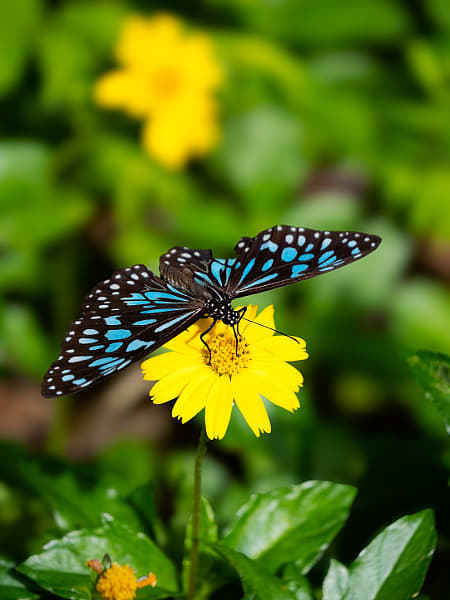 Blue Tiger by Paul Amyes on 500px.com