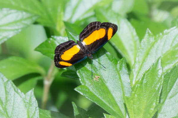 Orange Aeroplane by Paul Amyes on 500px.com