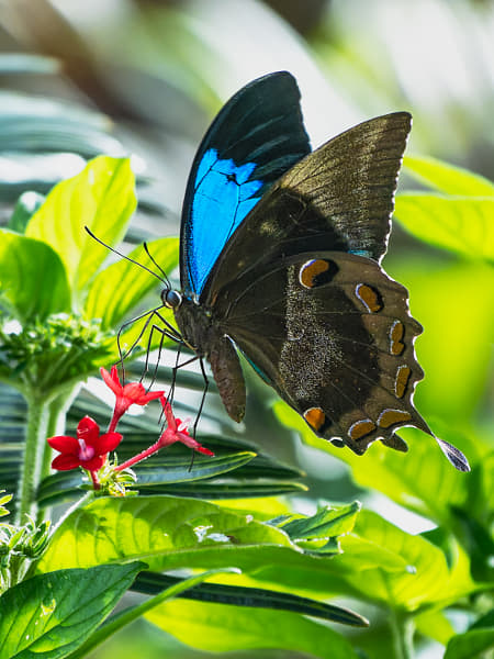 Ulysses Butterfly by Paul Amyes on 500px.com