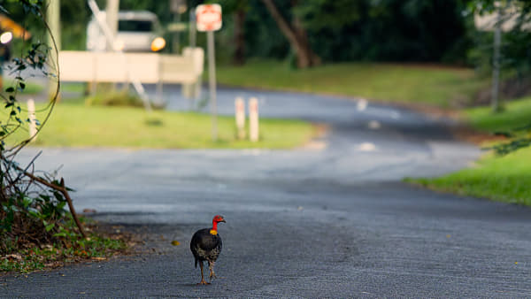 Australian Brushturkey by Paul Amyes on 500px.com