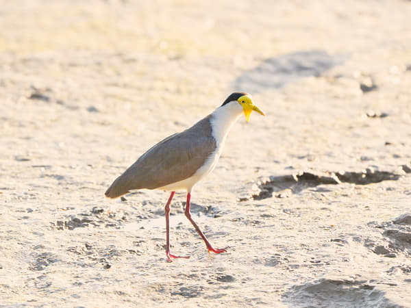 Masked Lapwing by Paul Amyes on 500px.com