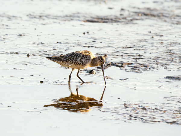Bar-tailed Godwit by Paul Amyes on 500px.com