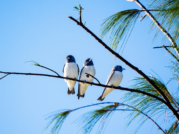White-breasted Woodswallow by Paul Amyes on 500px.com