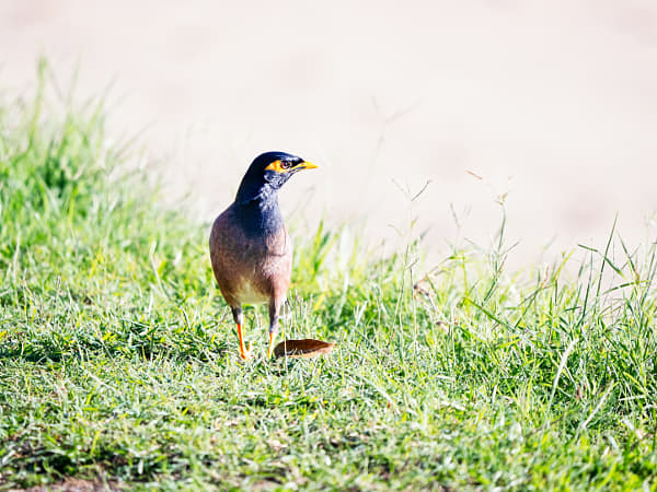 Common Myna by Paul Amyes on 500px.com