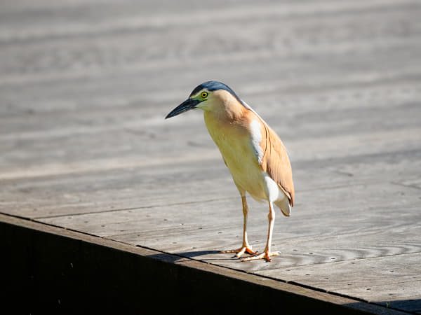 Nankeen Night Heron by Paul Amyes on 500px.com