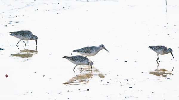 Great Knot by Paul Amyes on 500px.com
