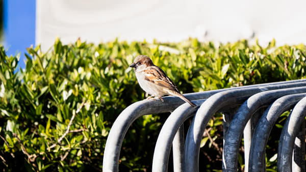 House Sparrow by Paul Amyes on 500px.com