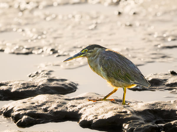 Striated Heron by Paul Amyes on 500px.com