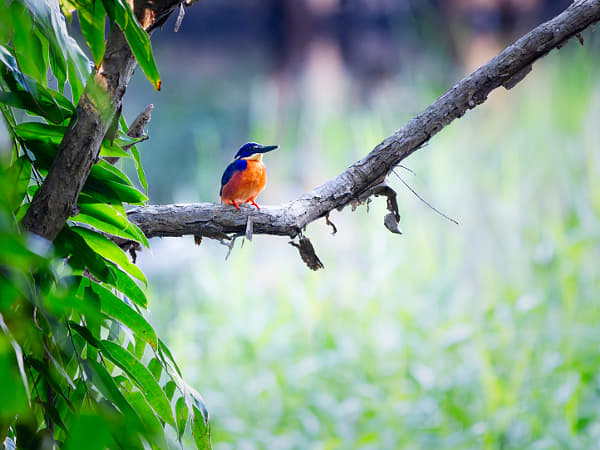 Azure Kingfisher by Paul Amyes on 500px.com
